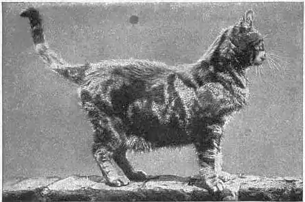 EB1911 Cat - Plate II, Fig. 5.—BLOTCHED DOMESTIC CAT.jpg