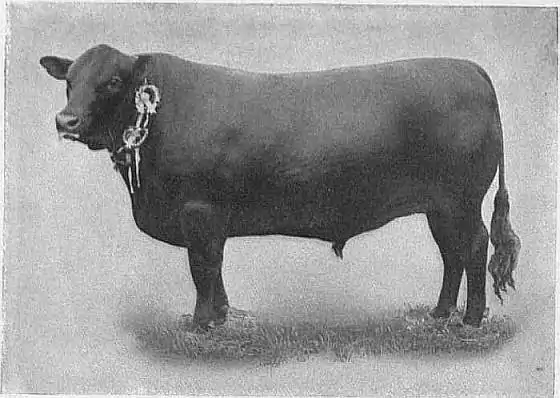 EB1911 Cattle - ABERDEEN-ANGUS BULL.jpg