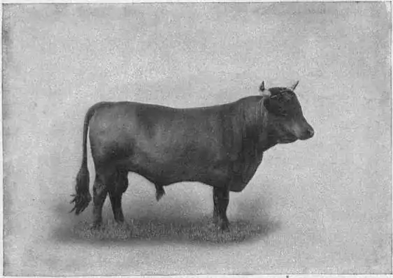 EB1911 Cattle - DEXTER BULL.jpg