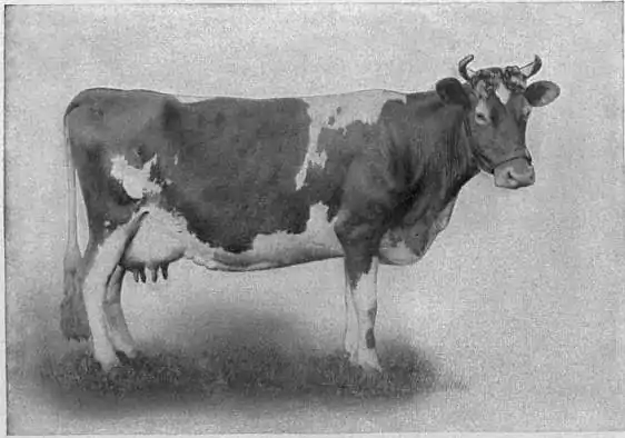 EB1911 Cattle - GUERNSEY COW.jpg
