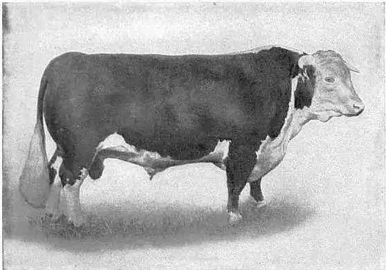 EB1911 Cattle - HEREFORD BULL.jpg