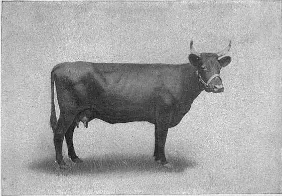 EB1911 Cattle - KERRY COW.jpg