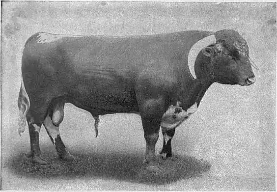 EB1911 Cattle - LONGHORN BULL.jpg