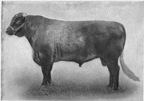 EB1911 Cattle - SHORTHORN BULL.jpg