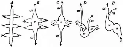 EB1911 Cephalopoda Fig. 12.—Relations of the heart in the Mollusca.jpg