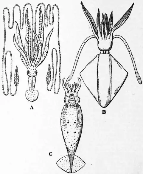 EB1911 Cephalopoda Fig. 16.—Decapodous Cephalopods.jpg