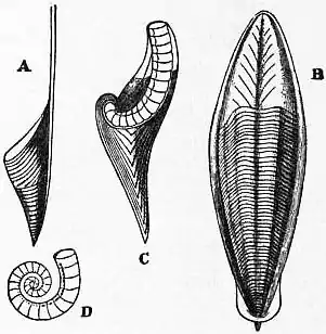 EB1911 Cephalopoda Fig. 17.—Internal Shells of Cephalopoda.jpg