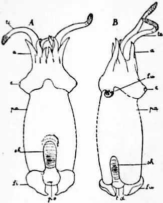 EB1911 Cephalopoda Fig. 18.—Spirula.jpg