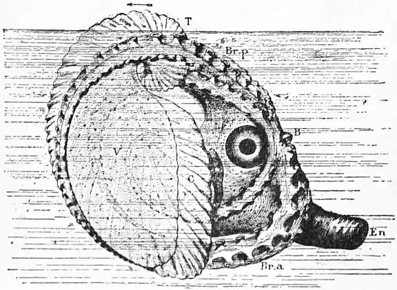 EB1911 Cephalopoda Fig. 22.—The Argonaut in life.jpg