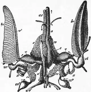 EB1911 Cephalopoda Fig. 28.—Circulatory and excretory organs of Sepia.jpg