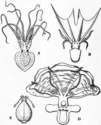 EB1911 Cephalopoda Fig. 38.—Octopodous Cephalopods.jpg