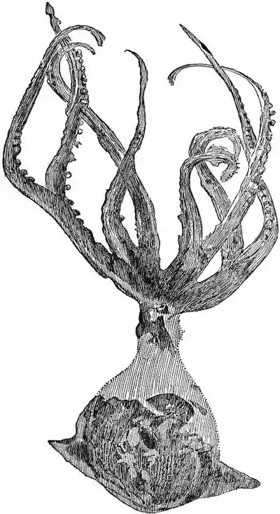 EB1911 Cephalopoda Fig. 39.—Palaeoctopus Newboldi.jpg