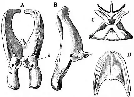 EB1911 Cephalopoda Fig. 8.—Cartilaginous skeleton of Cephalopoda.jpg
