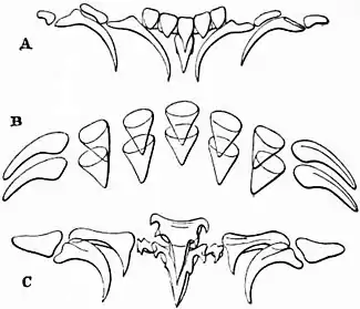 EB1911 Cephalopoda Fig. 9.—Lingual dentition of Cephalopoda.jpg