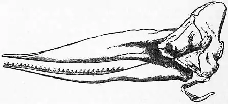 EB1911 Cetacea - Fig. 2.—Skull of Sperm-Whale.jpg