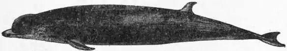EB1911 Cetacea - Fig. 3.—Bottle-nose (Hyperoödon rostratus).jpg