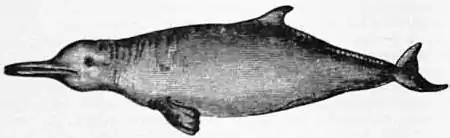 EB1911 Cetacea - Fig. 7.—River Plate Dolphin (Stenodelphis blainvillei).jpg