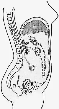 EB1911 Coelom - Fig. 1.—Diagram of Abdomen.jpg