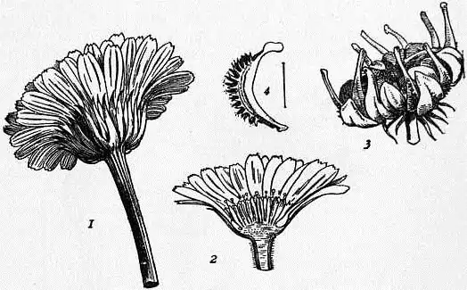 EB1911 Compositae - Fig. 1.—Marigold; fruits.jpg
