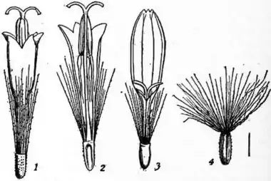 EB1911 Compositae - Fig. 3.—Groundsel (Senecio vulgaris).jpg