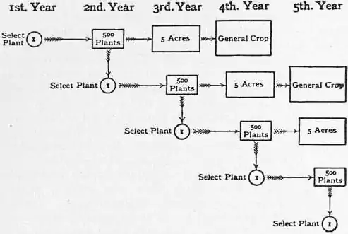 EB1911 Cotton - Improvement of Cotton by Seed Selection.jpg