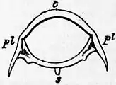 EB1911 Crustacea Fig. 2.—Abdominal Somite of a Lobster.jpg