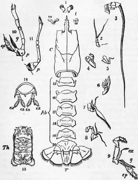 EB1911 Crustacea Fig. 3.—The Separated Somites and Appendages of the Common Lobster.jpg