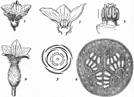 EB1911 Cucurbitaceae - Fig. 2.—Flower of cucumber.jpg