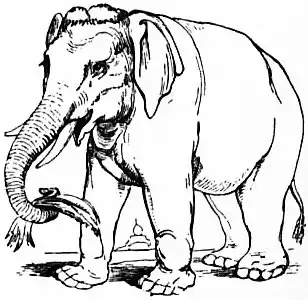 EB1911 Elephant - Fig. 1 Asiatic Elephant.jpg