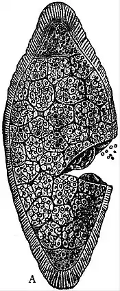 EB1911 Endospora - Sarcocystis from the pig and ox (A).jpg