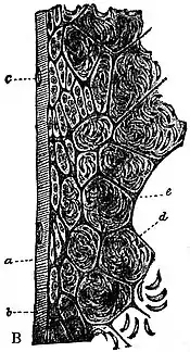 EB1911 Endospora - Sarcocystis from the pig and ox (B).jpg