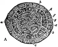 EB1911 Endospora - Sarcosporidia in the ox (A).jpg