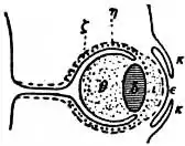 EB1911 Eye - Fig. 7.—Developing Eye (4th Stage).jpg