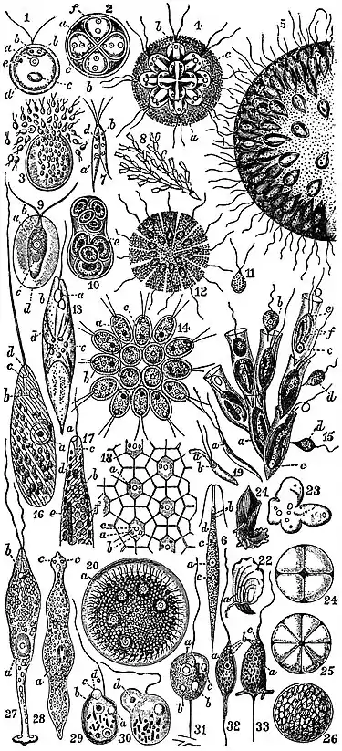 EB1911 Flagellata (1).jpg