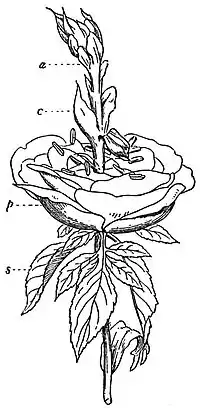 EB1911 Flower - Proliferous Rose.jpg