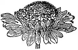 EB1911 Flower - capitulum of Scabiosa atropurpurea.jpg
