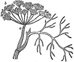EB1911 Flower - compound umbel of Anethum graveolens.jpg