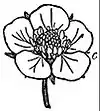 EB1911 Flower - corolla of Fragaria vesca.jpg