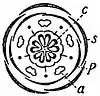 EB1911 Flower - diagram of Linum flower.jpg