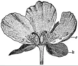 EB1911 Flower - flower of Paeonia peregrina.jpg