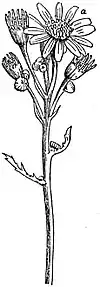 EB1911 Flower - flowering stalk of Senecio.jpg