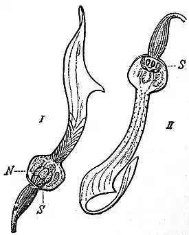 EB1911 Flower - flowers of Aristolochia clematitis.jpg