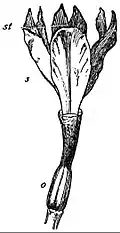 EB1911 Flower - gynoecium of Iris.jpg