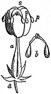 EB1911 Flower - pistil of Asclepias.jpg