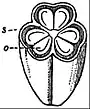 EB1911 Flower - trilocular ovary of Lilium.jpg