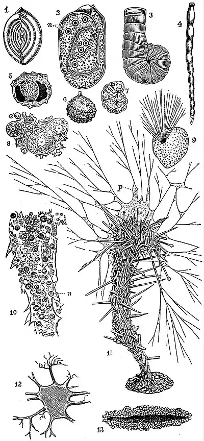 EB1911 Foraminifera - Imperforata.jpg