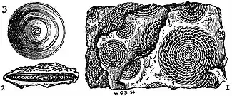 EB1911 Foraminifera - Nummulites, Orbitoides.jpg