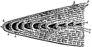 EB1911 Foraminifera - Nummulites - Vertical section.jpg