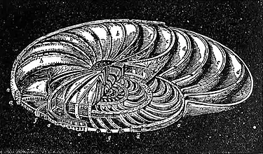 EB1911 Foraminifera - Operculina laid open.jpg