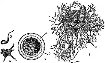 EB1911 Foraminifera - Protomyxa aurantiaca.jpg